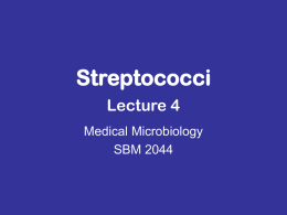 Streptococci - Biomedic Generation | Sharing Towards Success