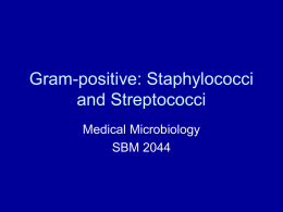 Gram-positive: Staphylococci