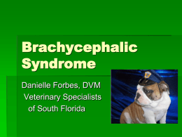 Brachycephalic Syndrome