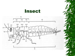 Insect - Modesto Junior College