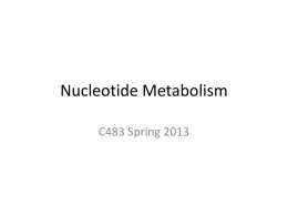 Nucleotide Metabolism - Indiana University