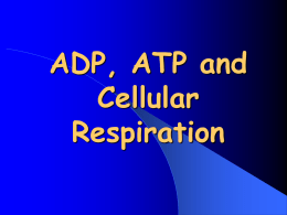 ADP , ATP and Cellular Respiration Powerpoint