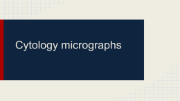 Cytology micrographs