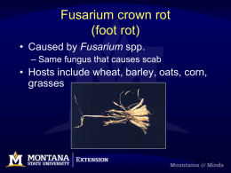 Fusarium Crown Rot