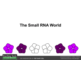 Small RNAs - Queen's University