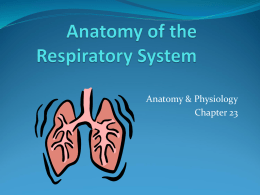 Anatomy of the Respiratory System