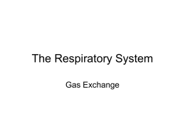The Respiratory System - Washington State University