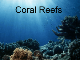 Coral Reefs - Teens4Oceans