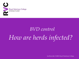 BVD control - Royal Veterinary College