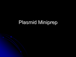 Plasmid Miniprep - California State University