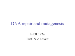PPT DNA repair &ndash; Life Sciences at Brandeis University