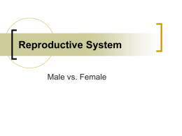 Reproductive System - UNT's College of Education