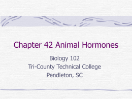 Chapter 41 Animal Hormones