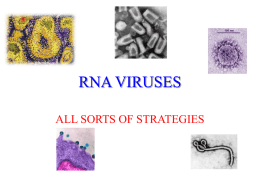 RNA Viruses - California State University, Fullerton