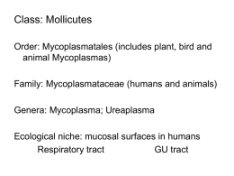Mycoplasma - Infectious Diseases