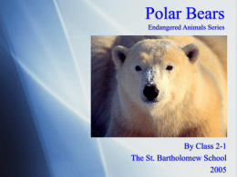 PowerPoint Presentation - Endangered Animals Polar Bear