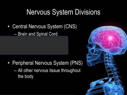 Nervous System Divisions