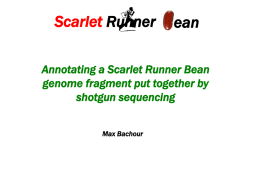 Scarlet Runner