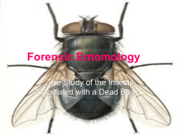 Forensic Entomology - Mount Mansfield Union High School