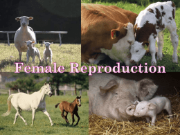 General Livestock Reproduction