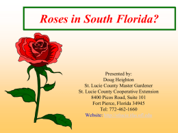 Roses in South Florida? - St. Lucie County Extension Office