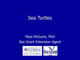 Sea Turtles - St. Johns County