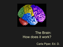 The Brain : How does it work?