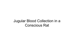 Jugular Blood Collection in the Rat