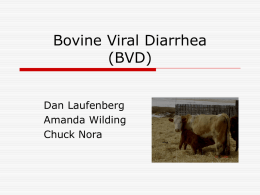 BVD - University of Wisconsin Animal Sciences