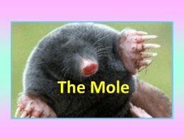 The Mole - Polson 7-8