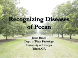 Recognizing Diseases of Pecan