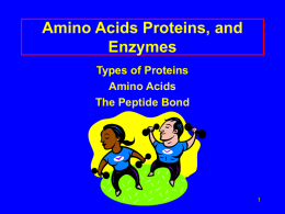 Amino Acids Proteins, and Enzymes