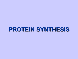 Protein Synthesis - Marquette University High School