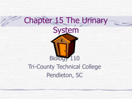 Chapter 15 The Urinary System - Tri