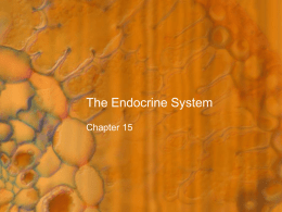 The Endocrine System - Catherine Huff's Site