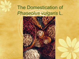 The Domestication of Phaseolus vulgaris L.
