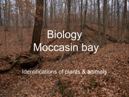Biology Moccasin bay - Reardan