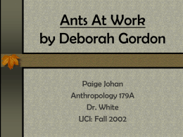 Ants At Work by Deborah Gordon