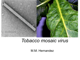 Tobacco mosaic virus - Vancouver Island University