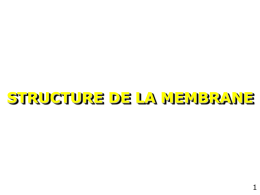 10 - Structure de la membrane