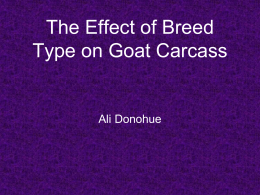 The Effect of Feed and Breed Type on Goat Carcass