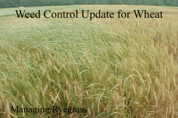 Weed Control Update for Wheat
