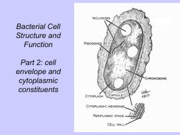 Power Point Template - Online Textbook of Bacteriology