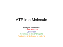 Cell Energy and ATP - Mill Creek High School
