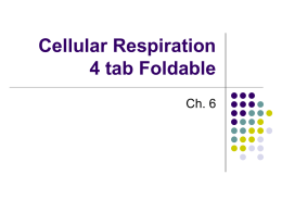 Cellular Respiration Foldable
