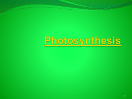 Photosynthesis - Mrs. Wardle's Teacher Page | Detroit