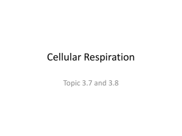 ADP , ATP and Cellular Respiration Powerpoint
