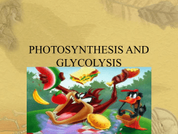 PHOTOSYNTHESIS AND GLYCOLYSIS