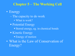 Chapter 4 - Enzymes and Energy