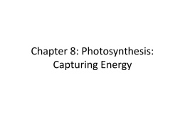 Chapter 8: Photosynthesis: Capturing Energy